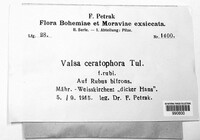 Valsa ceratophora image